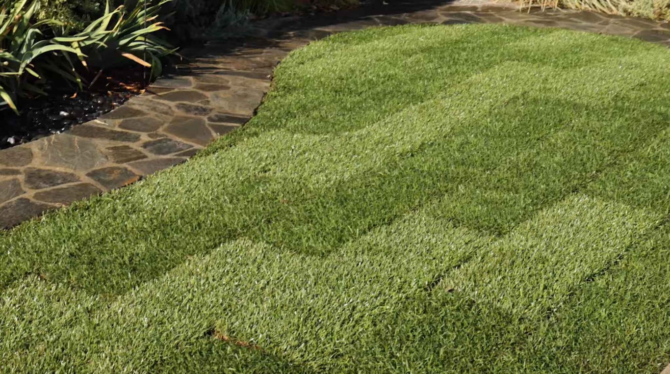 Lush green lawn with professional maintenance in Hobbs, NM